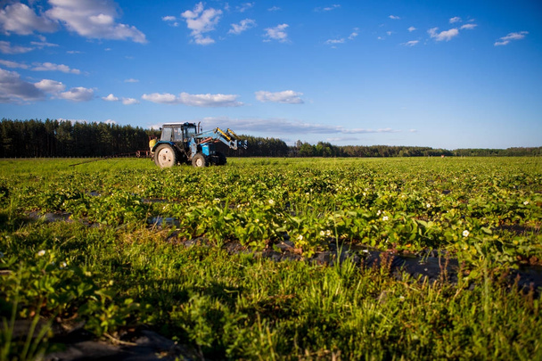 Tractor Agrikultura cultiva el suelo en el campo
 - Foto, Imagen