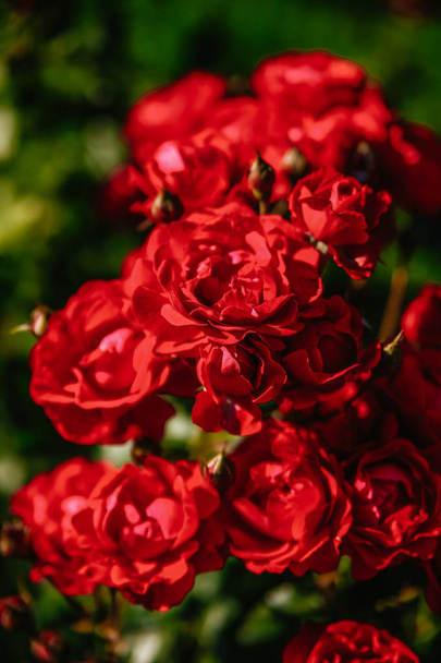 red tea rose flower - Photo, Image