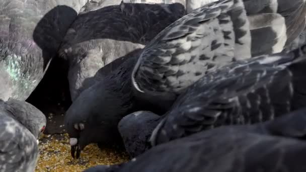 Barış güvercinler slo-mo iyi bir kadın tarafından tahıl ile beslenir - Video, Çekim