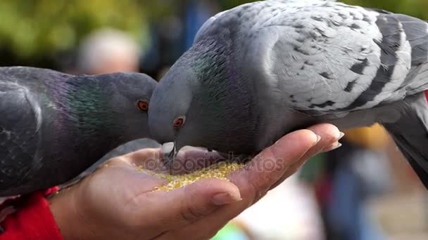 Dos palomas de la suerte toman grano de una palma de una mujer en slo-mo
 - Imágenes, Vídeo