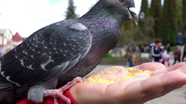 Una paloma se alimenta de la mano de una mujer amable en slo-mo
 - Imágenes, Vídeo
