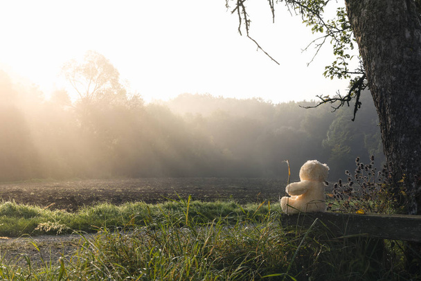 Ранкове сонце та іграшка на лавці
 - Фото, зображення