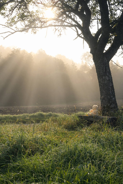 Sluneční paprsky se mlha a plyšový medvídek - Fotografie, Obrázek