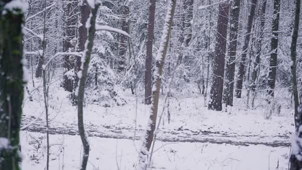 Ο άνθρωπος δρομέας ιχνών τρέχει στο δάσος του χειμώνα. Έμπνευση και κίνητρο έννοια σε εξωτερικούς χώρους. - Πλάνα, βίντεο