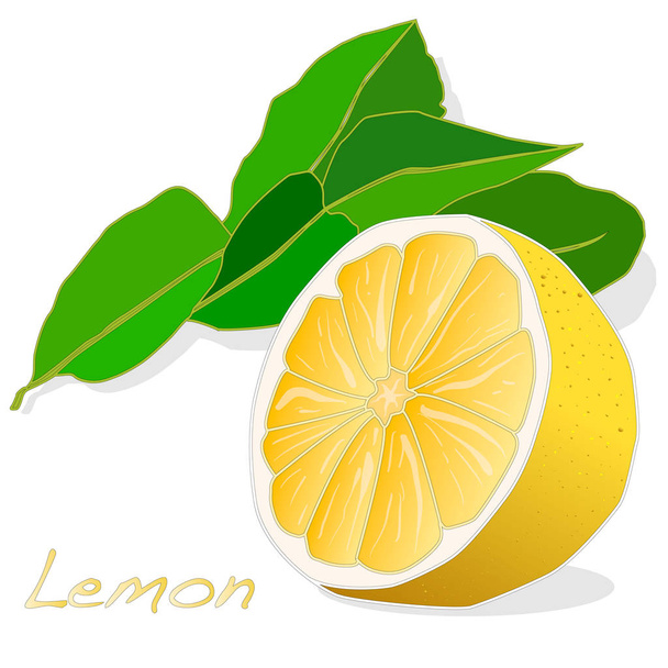 Limon meyve illüstrasyonlar topluluğu - Vektör, Görsel