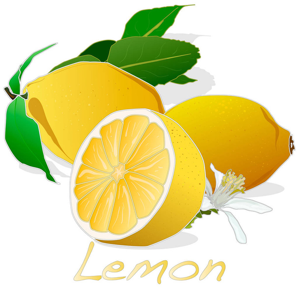 Raccolta di illustrazioni di frutta al limone
 - Vettoriali, immagini