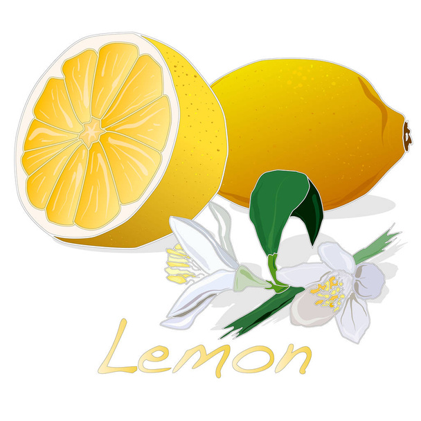 Collection of lemon fruit illustrations - Vector, Image