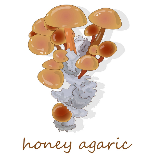 Miel Champignons agariques. Groupe de champignons sauvages Armillaria
. - Vecteur, image