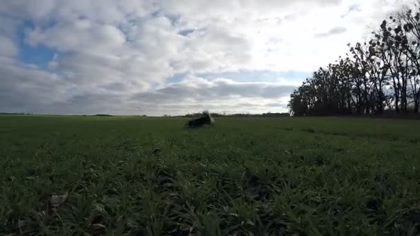 Tiro lento. Cane gallese Corgi Pembroke corre, allegramente sul campo verde
. - Filmati, video