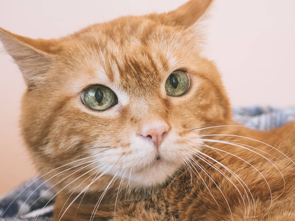 Lovely red cat. Focus on eyes. Color toned. - Φωτογραφία, εικόνα