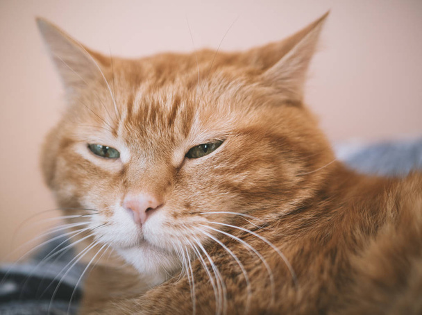 Lovely red cat. Focus on eyes. Color toned. - Fotografie, Obrázek