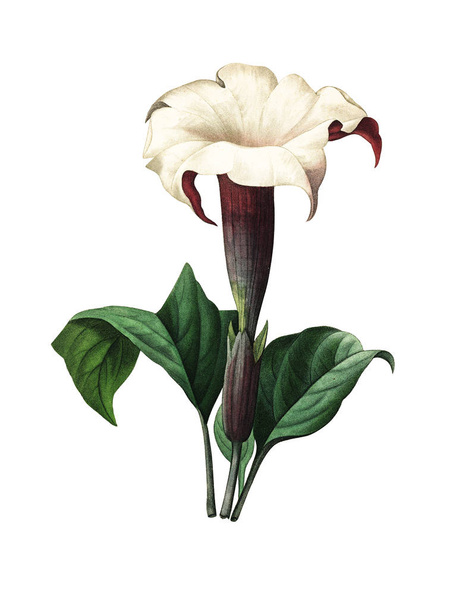 Ilustração de flor antiga Datura
 - Foto, Imagem