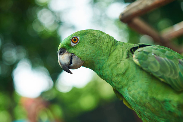 Портрет попугая на естественном фоне
 - Фото, изображение