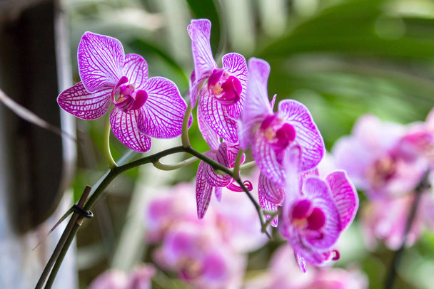 Orchidea Phalaenopsis kukka
 - Valokuva, kuva