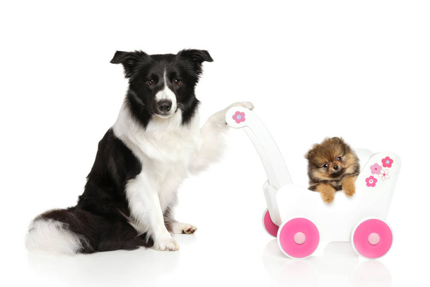 Sheltie dog with Spitz puppy - Photo, Image