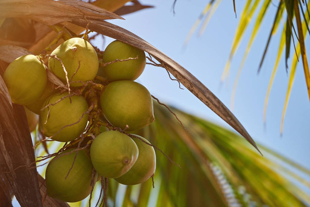 Group on exotic coconut nut - Fotoğraf, Görsel