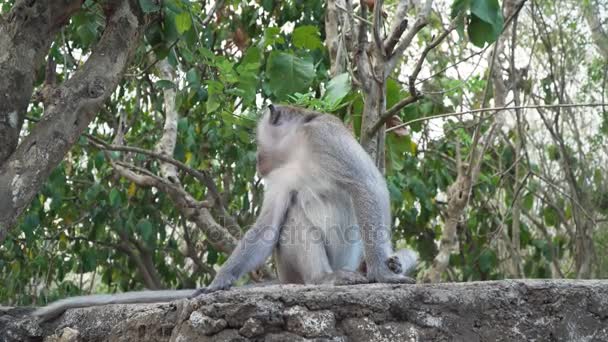 Apen in het bos op Bali. - Video