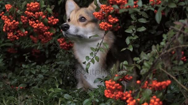 Cane gallese Corgi Pembroke sullo sfondo di un bellissimo arbusto pyracanthus
. - Filmati, video