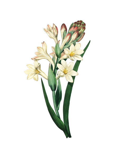 Туберозный античный цветок
 - Фото, изображение