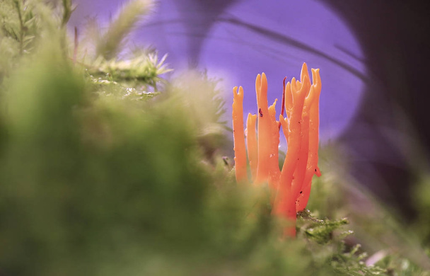 Família de fungos nos musgos.Família amarela semelhante aos cogumelos de coral em musgo verde
. - Foto, Imagem