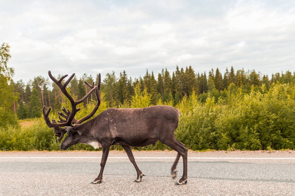Reindeer on the road walking - Photo, Image