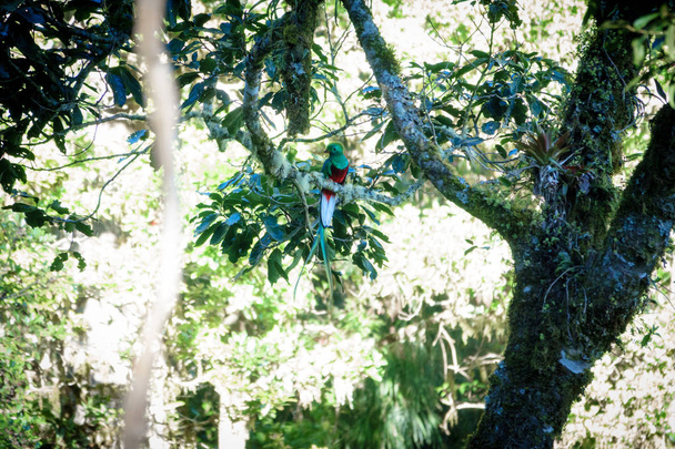 自然熱帯生息地で美しいケツァール鳥 - 写真・画像
