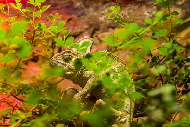 Камуфляж зеленый хамелеон за листьями в естественной среде. - Фото, изображение