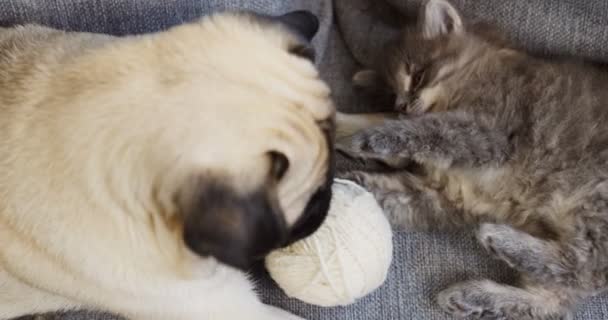 Little cute dog and cat playing with a ball of thread on the grey couch. Close up. Indoor. - Video, Çekim