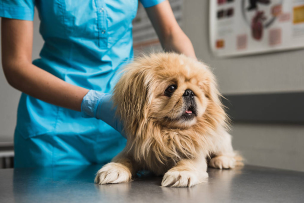 κτηνίατρος έλεγχο του σκύλου - Φωτογραφία, εικόνα