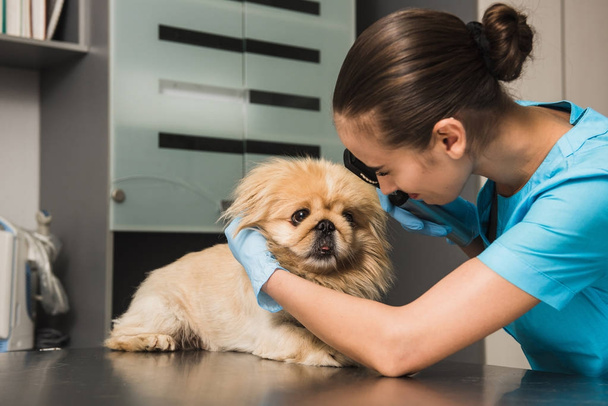 Veterinarian examines the eye of a dog - Foto, Imagen