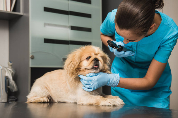 Veterinarian examines the eye of a dog - Photo, Image