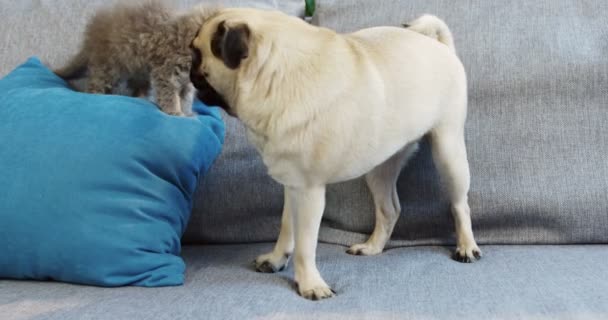 Cute dog and small kitty cat walking on the grey couch with a blue pillow. Close up. Little pets. Indoors - Video, Çekim