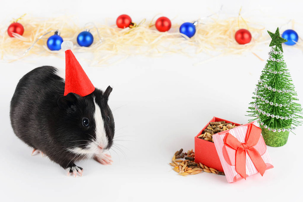 Portrait of cute guinea pig on a Christmas background. Guinea Pig Eats Vitaminized Feed. Funny New Year background. Guinea Pig with Christmas hat on white background - Foto, afbeelding