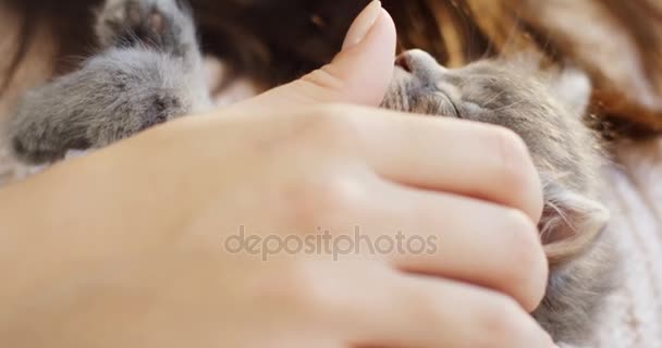 A cute small grey kitty-cat sleeping in the womans hands which caressing it. The cutest sleeping muzzle. Indoors - Filmati, video