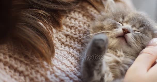 Close up of a cute little kitty sleeping in the womans hands which caressing it. Indoor - Filmati, video