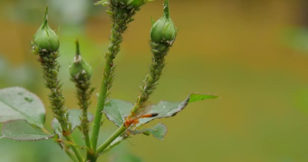 Green aphid insects sucking sap on rose bud - Felvétel, videó