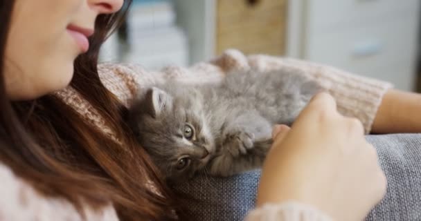 Close up of lying small pussycat near young woman at home. Relaxing time with a pet. indoor - Záběry, video