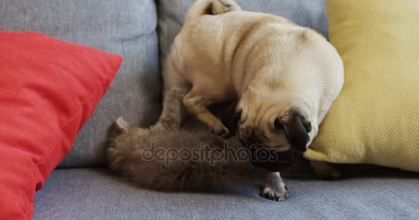 Cute pug and small grey pussycat playing on the grey sofa with pillows. Close up. Little pets. Indoor - Záběry, video