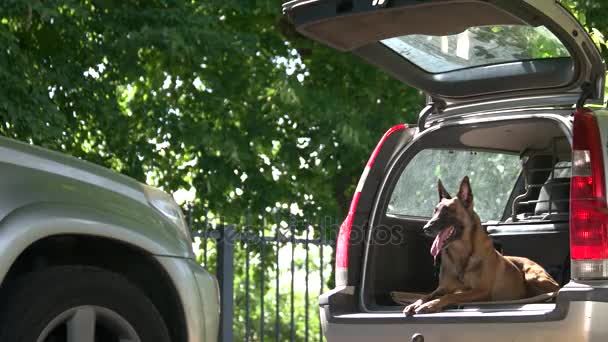 Cão em um porta-malas de carro está latindo em um estranho
. - Filmagem, Vídeo