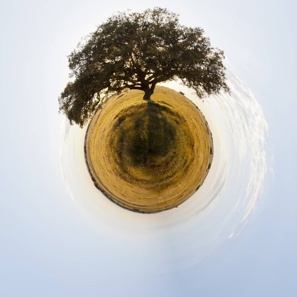 Un enorme árbol parado solo en un amplio campo desde una diminuta perspectiva mundial
 - Foto, Imagen