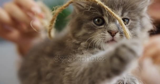 Close up of a muzzle of a little cute kitty playing with a thread. Female hands on the blurred background. Inside - Záběry, video