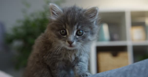 Close up of a grey kitten looking into the camera and walking on the couch in the living room. Indoors - Metraje, vídeo