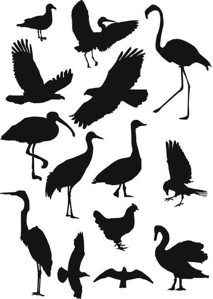 madarak-gyűjtemény - Vektor, kép