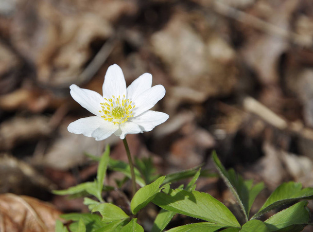 Primavera branca flor selvagem anêmona nemorosa anêmona de madeira
 - Foto, Imagem