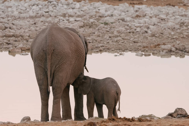 Baby elephant nursing from mother at waterhole - Photo, Image