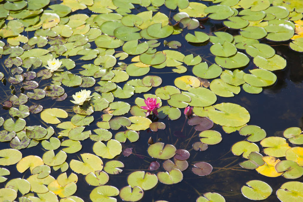 Water-lilies in a pond - Φωτογραφία, εικόνα