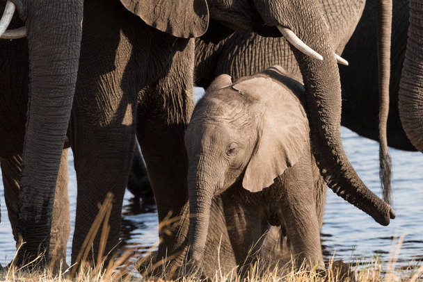 Kleine olifant beschermd door familie - Foto, afbeelding