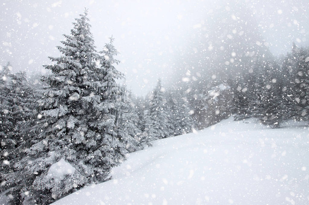 χιόνι κάλυψε έλατα σε βαριές χιονοπτώσεις - χριστουγεννιάτικο φόντο - Φωτογραφία, εικόνα
