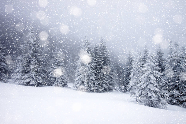 zasněžené jedle v husté sněžení - Vánoční pozadí - Fotografie, Obrázek