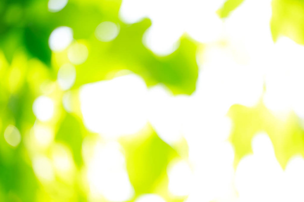 Green blurred background and sunlight - Foto, imagen